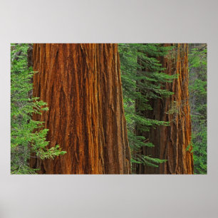 Pôster troncos de sequóia gigante na floresta, Yosemite