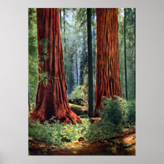 Poster Troncos gigantes de sequoia