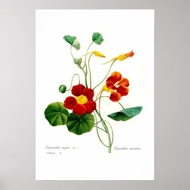 Poster Tropaeolum majus (nasturtium) (Frente)