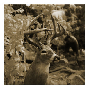 Pôster Trophy Deer