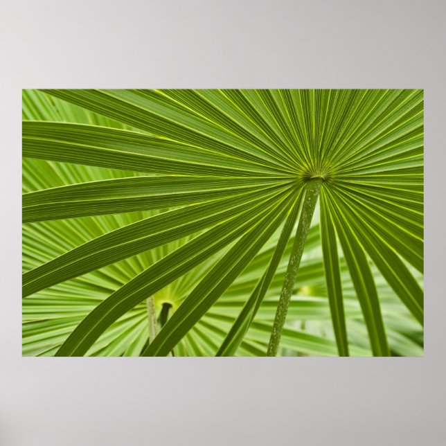 Poster Tropical (Frente)