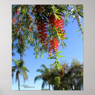 Poster tropical da árvore vermelha da escova de