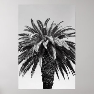 Poster tropical da palmeira, impressão