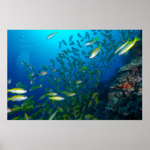 Poster Tropical Fish of the Coral Sea