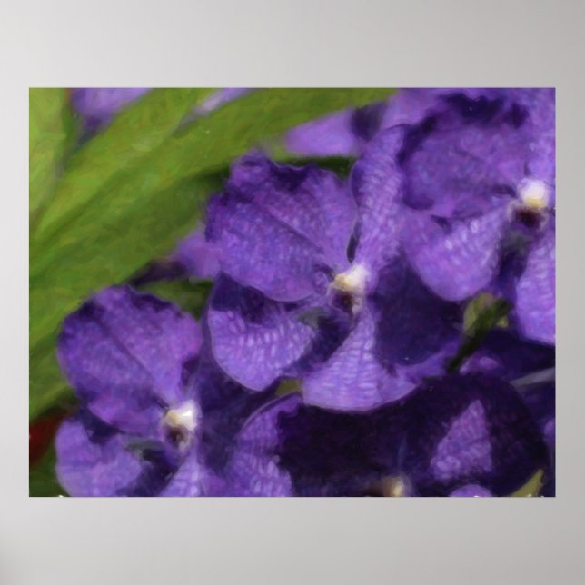 Poster tropical havaiano da orquídea (Frente)