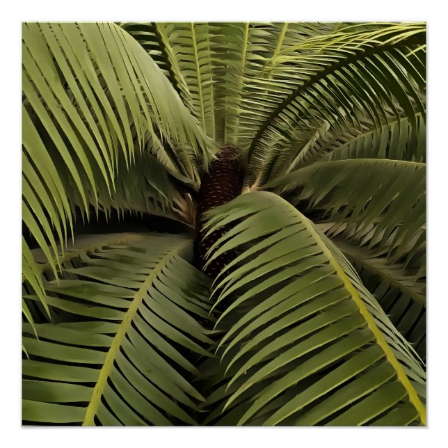 Pôster Tropical Palm Botanical Art Dioon Spinulosum  (Frente)
