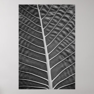 Poster Tropical Palm Leaf Black and White Photograph