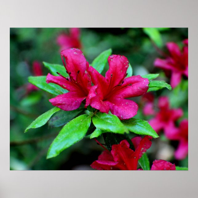 Poster Tropical Pink Flowers (Frente)