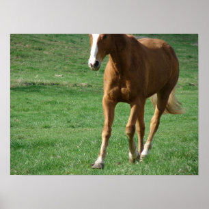 Poster Trot estendido