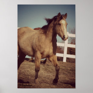 Poster Trote do Buckskin