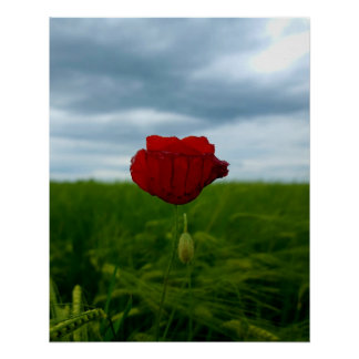 Pôster Trotz allem rot – Mohnblume zwischen Wiese und Him