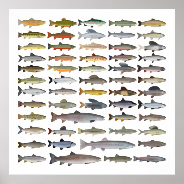 Poster Trout, Char, Grayling, Hucho e Whitefish Group (Frente)