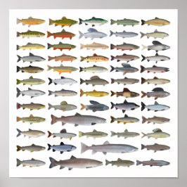 Poster Trout, Char, Grayling, Hucho e Whitefish Group