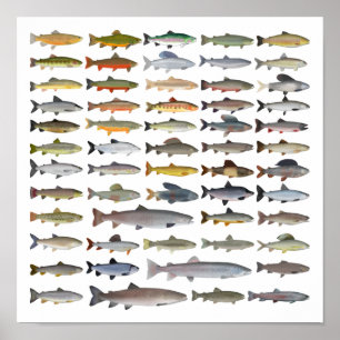 Poster Trout, Char, Grayling, Hucho e Whitefish Group