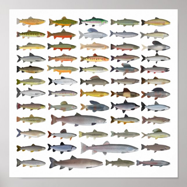 Poster Trout, Char, Grayling, Hucho e Whitefish Group (Frente)