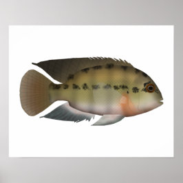 Poster True Parrot Cichlid