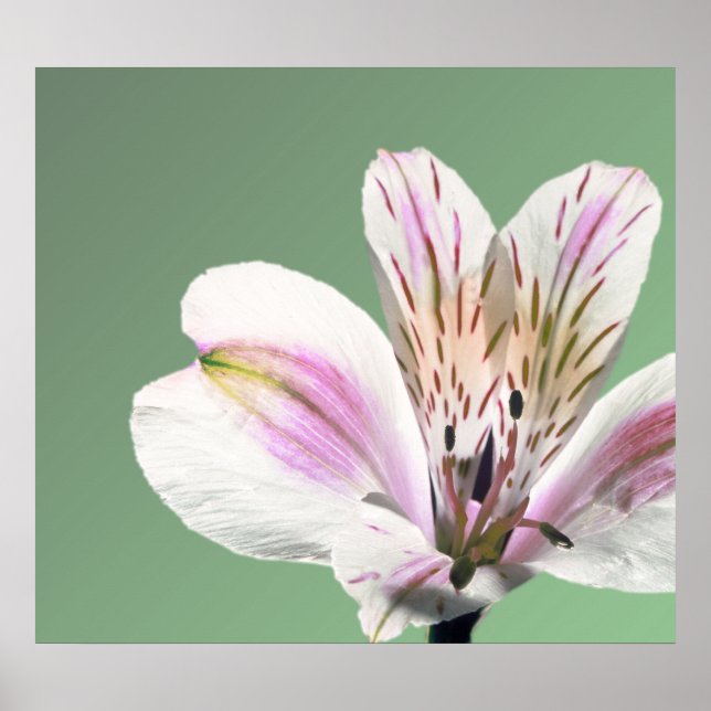 Pôster Trumpet Lily (Frente)