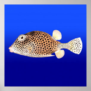 Pôster Trunkfish manchado no fundo azul