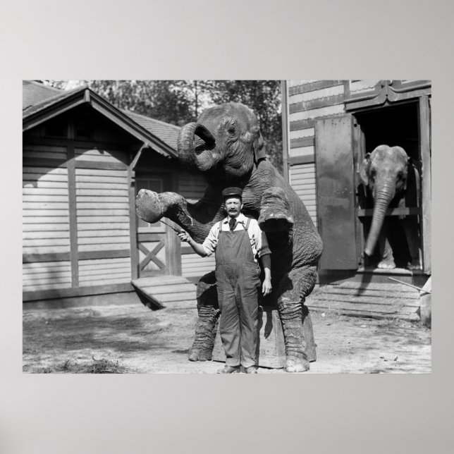 Pôster Truque de Elefante Inteligente, 1910 (Frente)