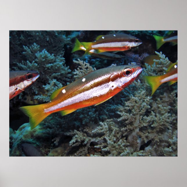 Poster Truta de coral (Frente)