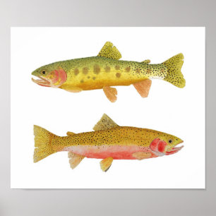 Pôster Truta de Cutthroat