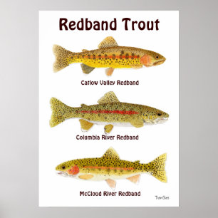 Poster Truta de Redband