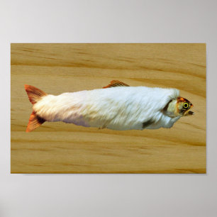 Poster Truta peludo