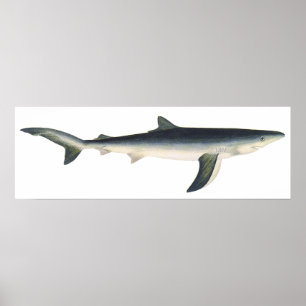 Poster Tubarão Azul Vintage, Vida Marinha do Oceano Aqu