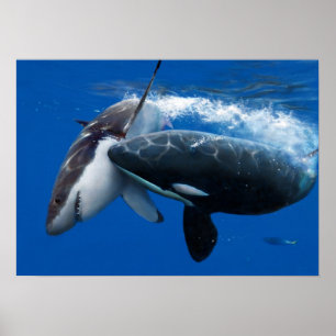 Poster Tubarão-branco-excelente caçador de orca