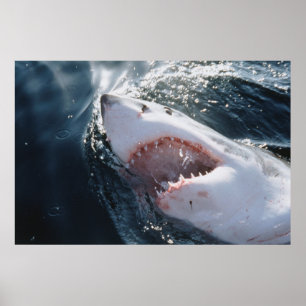 Poster Tubarão Branco no mar