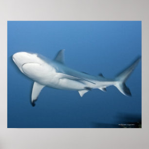 Poster Tubarão-da-cinza (Carcharhinus amblyrhynchos)
