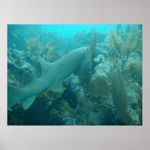 Poster Tubarão de enfermeira