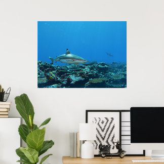 Poster Tubarão-de-ponta-preta em recife de coral da Ilha