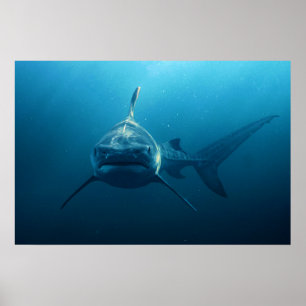 Poster Tubarão debaixo d'água