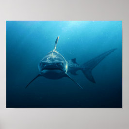 Poster Tubarão debaixo d'água