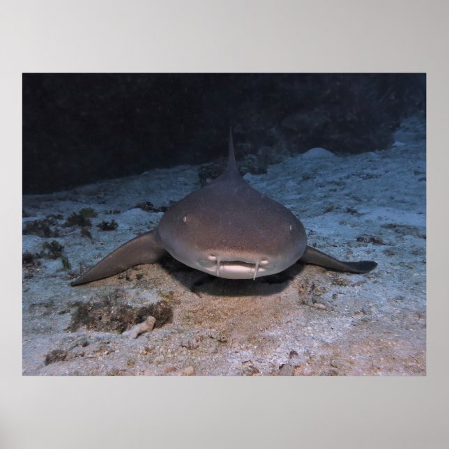 Poster Tubarão-Enfermeiro em repouso (Frente)