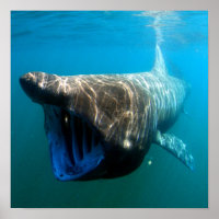 Tubarão-frade (Cetorhinus maximus)