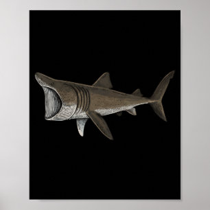 Poster Tubarão-peregrino