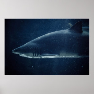 POSTER TUBARÃO PRETO E BRANCO SUBÁGUA