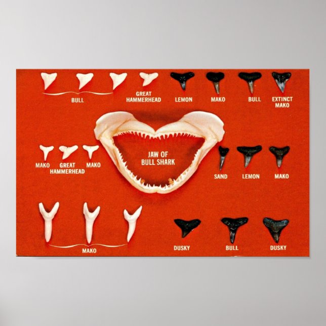 Poster Tubarões da Florida (Frente)