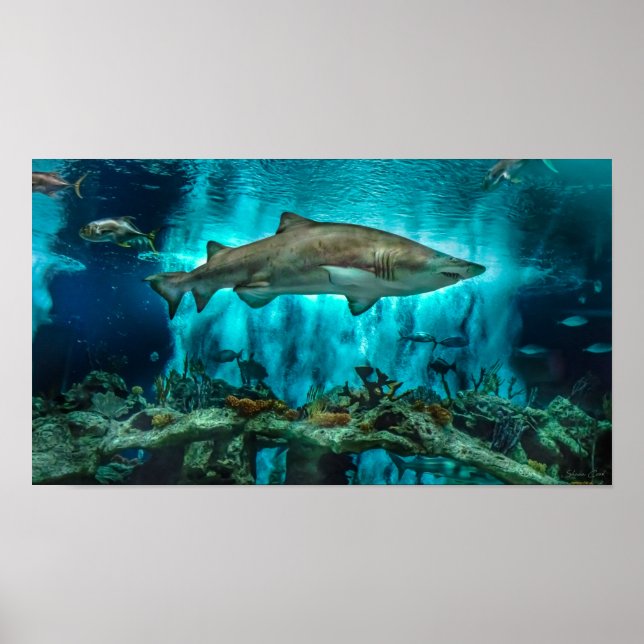 Poster Tubarões na proa (Frente)