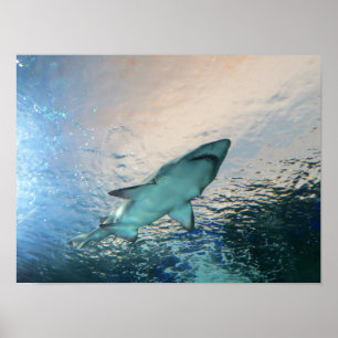 Poster Tubarões nadando em água azul