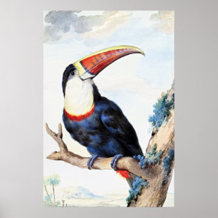 Poster Tucano-de-bico-vermelho,