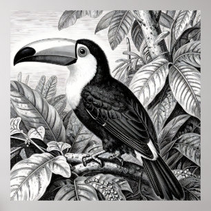 Poster Tucanos Folhagem da Selva Gravura