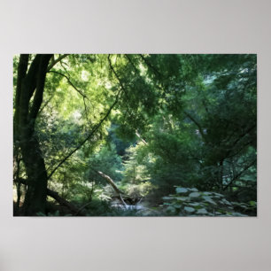 Poster Tudo é silencioso em Shadow Den, Muir Woods