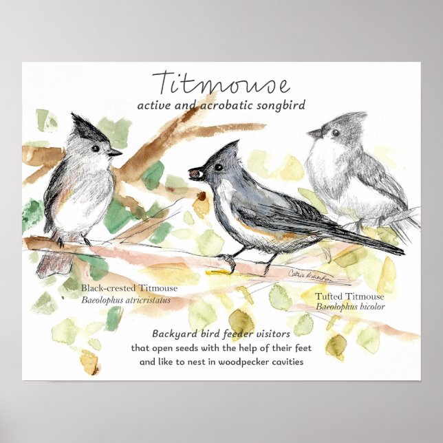 Poster Tufted Titmouse Songbird Leaves Trees (Frente)