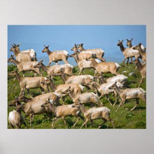 Poster Tule Elk Point Reyes National Seashore, CA