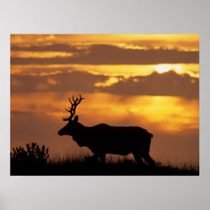Poster Tule Elk Ponto Reyes National Seashore