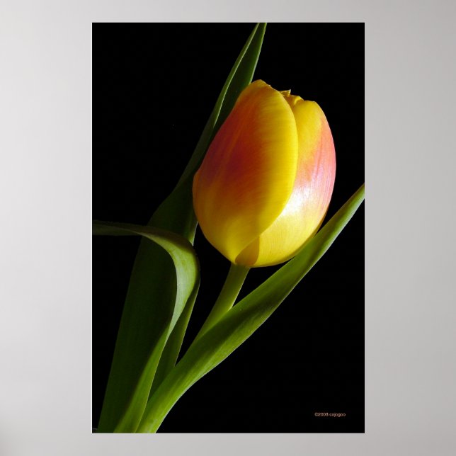Poster Tulip (Frente)