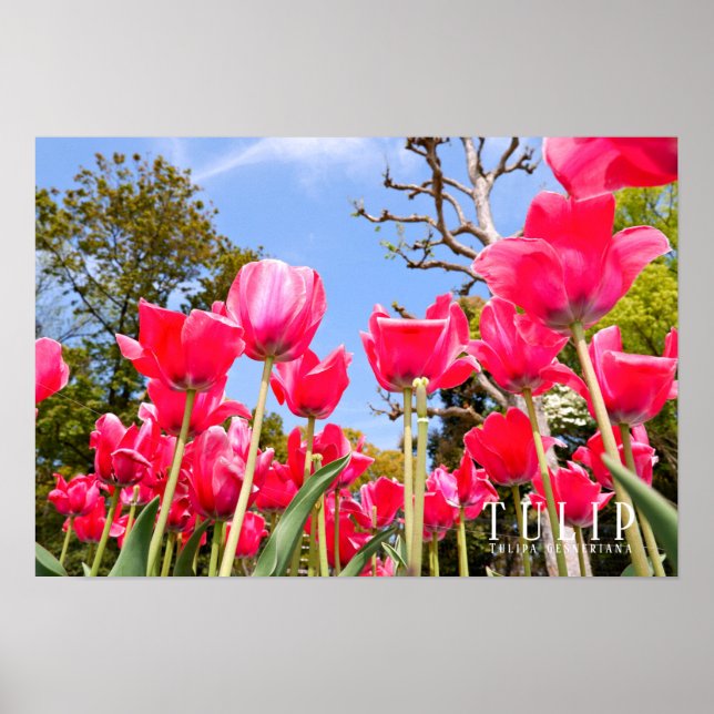 Poster Tulip (Frente)